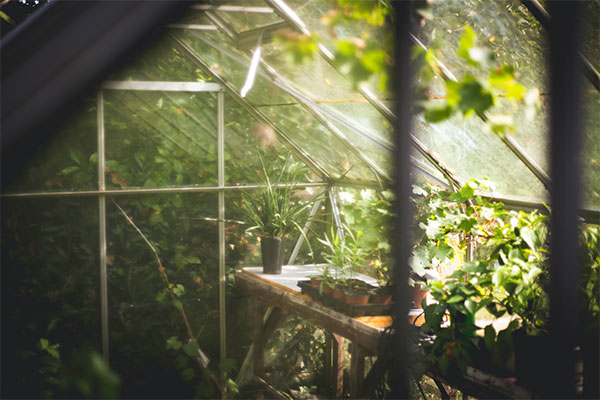 Greenhouse filled with plants and shrubs