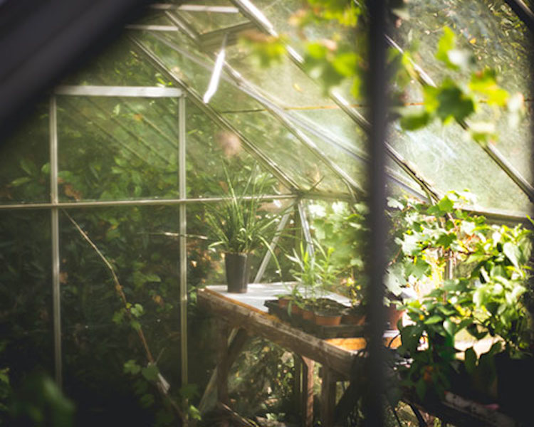Overgrown polycarbonate greenhouse